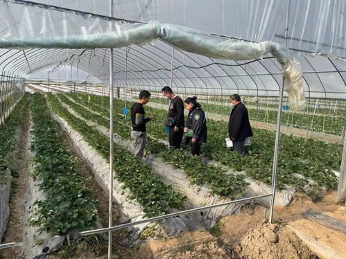 景谷多措并舉，合力保障春節(jié)期間農(nóng)產(chǎn)品質(zhì)量安全